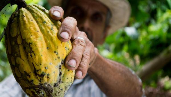 cacao fruit